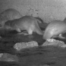 동천동 구수교 이미지