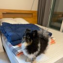 오늘은 바다 펜션 | 강릉 애견동반 숙소 사천해변 오션뷰 오늘은바다애견펜션 202호