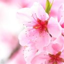 사랑의 노래 이미지