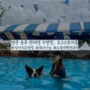 상석제3농로 | 경기도 양주 송추 반려견수영장 추천 중대형견가능, 도그스포지움 후기