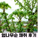 순용농장2 | 엄나무순 채취 후기 자연의 가치 가시 찔리며 얻은 맛있는 건강한 먹거리