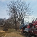 주식회사 큰나무약품 | 키큰나무제거 자르기 전지 벌목 업체