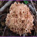 자연산 싸리버섯 이미지