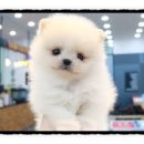 까망댕댕 이미지