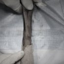 속초삼성동물병원 이미지