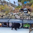 두나펫 코리아 이미지