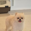 폴링인독 이미지