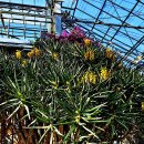 풍성한 잎을 뽐내는 알로에라모시시마(Aloe ramosissima) 이미지