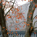 전북고창 선운사/단풍이 져버린 선운사에는 감나무의 홍시가 조랑조랑... 이미지