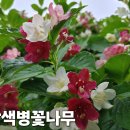 만첩