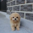 수지펫