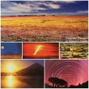 🇿🇦남아프리카 나마콰랜드 꽃밭🌸🌻⭐️ 이미지