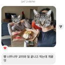 기림빌딩 | 🇦🇺 Cracker day!