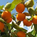 알뜰농장 이미지