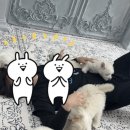 고양&화이트퍼피켄넬 | 강아지 분양 카페·블로그 거짓 후기 거르는 법 (프리미엄 켄넬이 오래가는 이유)