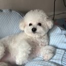 그룸그룸 | 비숑 미용 맛집으로 유명한 논현 강아지 미용실 | 그룸브룸 내돈내산 솔직 후기