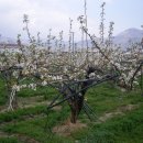 배꽃피는마을민박 이미지