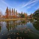 경북 천년숲정원 만추의 여운을 찾아 - 옹이 이미지
