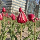 쌍둥이마켓반구정마곡나루 | [강서구/마곡] 산책데이트하기 좋은 서울식물원 낮과 밤에 본 튤립꽃구경(주차정보, 무료입장, 해봄...