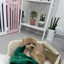 이뻐질개 이미지