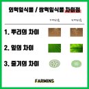 식물의 분류 _ 꽃(현화), 민꽃(은화) & 속씨, 겉씨 & 쌍떡잎, 외딱잎 이미지