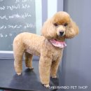 사쿠란보애견샵 부산대점 이미지