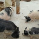 대관령 아기동물농장 이미지