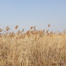 산동교 친수공원 축구장 이미지