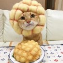 네코짱