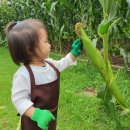 🌽아람반 꼬마 농부들의 옥수수 수확🌽 이미지