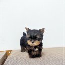 강아지분양 고양이분양 멍앤냥 수원점 이미지