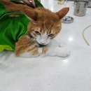 메디펫우리동물병원 | 울산 메디펫 우리동물 병원 꽁냥이 종합검진 /심장사상충 검사/지방종 수술