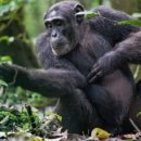 "사람과 똑같네"…침팬지도 의사결정할 때 증거를 살피고 신념을 바꾼다! 이미지