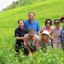 여름에 피는 노란꽃 - 겨자꽃(검룡소 입구) 이미지