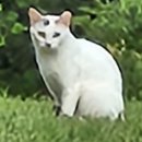 통일교 아ㆍ윤잡고 세계통일? 자승 자ㆍ타살 밝혀야! 이미지