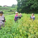 삼태리농장 이미지