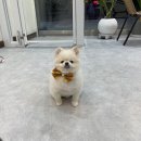 단아하개 이미지