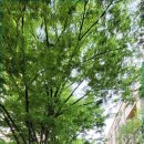 진로아파트 이미지