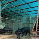 염소사랑농장 이미지