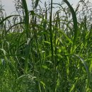 원광2농장 이미지