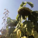 수철농장 이미지