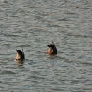 청둥오리 이미지