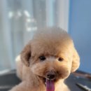 유폴 24시 애견셀프목욕 원주점 이미지