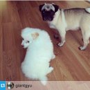 안락초등학교 이미지