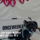 남해댕댕이 애견펜션 블루 | 남해 댕댕이 애견 펜션 블루 내 돈 내산 후기~