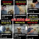 김해굿모닝병원 | 김해 대형견 출장 목욕 [ 멍빨DAY ] 유기견이었던 진도 믹스 첫 출장 목욕인데 받을 수 있을까요...