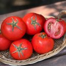 토마토 - 의정부시 태평로73번길 20 | 토마토