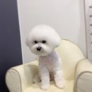 애견샵 컬리독 이미지