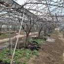 일철농장 이미지