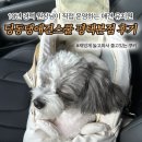 비젼스쿨 | 평택애견유치원 '딩동댕애견스쿨' 평택본점 데이 케어 후기｜애견호텔·미용까지